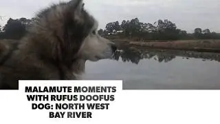 Malamute Moments with Rufus Doofus dog: North West Bay River