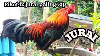 pikat ayam hutan/pelatihan pikat supaya gacor
