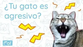 ¿Tu gato es agresivo? | Mof