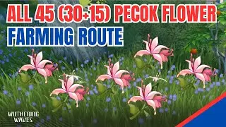All 45 Pecok Flower Locations & FARMING ROUTE with Visual Detail | Wuthering Waves