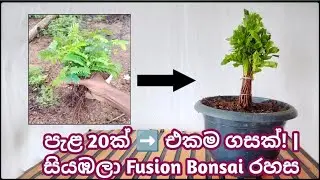 පැළ 20ක් ➡️ එකම ගසක්! | සියඹලා Fusion Bonsai රහස #bonsai #tamarind 