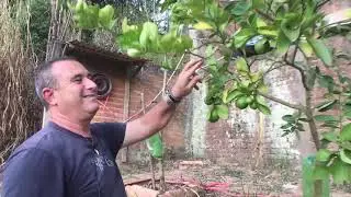Como podar árvores frutíferas (época de poda de árvores frutíferas)