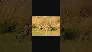 Safari Rides Are Bumpy&hellip; But This Changed Everything!  #wildlife #photography #nature