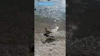 Веселые утки...funny ducks # shorts #утки #ducks #выходной #рек