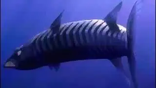 Barracuda vs anglerfish (finding Nemo)