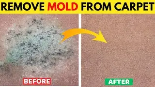 Best Way to Get Mold out of Carpet without Using Bleach