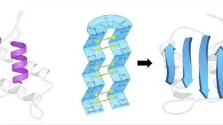 Beta Amylase Project
