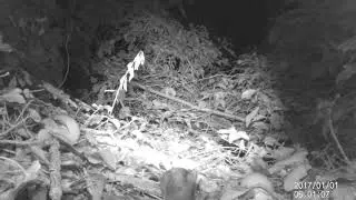 Fight! Wood mouse v bank vole