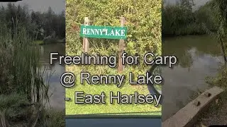 Freelining for Carp at Renny Main Lake