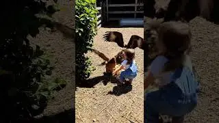 Hero Hen Fights Predator Bird to Save Chicks