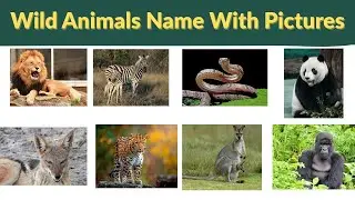 Wild Animals Name with Pictures | Learn Animal Names in English