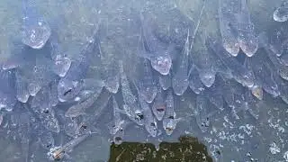 Przyducha u ryb. Hypoxia in fish