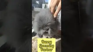 How to groom a Lionhead rabbit?#shorts #bunny #rabbit #youtubeshorts #cute #pets #grooming