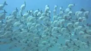 Scubadenz : Humpback Snapper , Dixon's Pinnacles , Andaman Islands