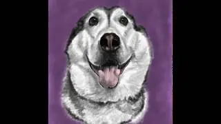 Timelapse #Video of #Digital #Portrait - #Milpert #Husky using #AdobeSketch on #AppleiPad