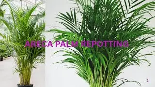 Areca Palm Repotting💚#arecapalm #arecapalmcare #garden #gardening #nature #plants #viral #video