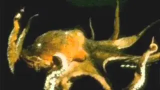 MARTES DE TERROR POR NATGEO