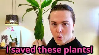 THESE PLANTS CAME BACK FROM THE DEAD | Anthuriums, Philodendrons, & Orchids