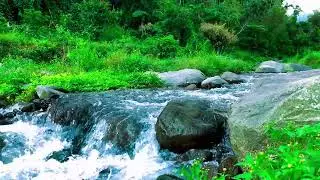 Zen Natural Brook &ndash; For Serenity, Vitality & Body-Mind Connection