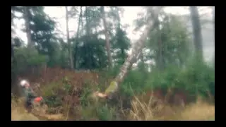 661 in Rotten Trees