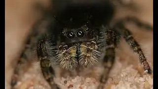 Hearing Abilities in Jumping Spiders