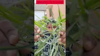 see🌳 through the nature | creative photography ideas | photography in tamil | #shorts!!