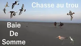 CHASSE A LA BOTTE, Baie De Somme (limicoles et canards)