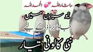 java birds|| new session || new colony  || #waqaruddinbirdschannel