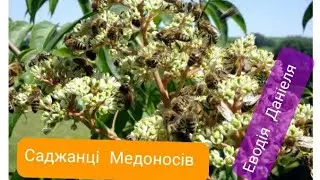 Саджанці Еводія Даніеля Медове дерево Тетрадій
