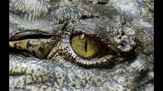 Mysterious Crocodiles Cave | Full Classic Documentary