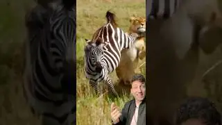 Не стоит недооценивать зебру