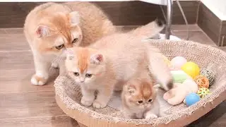 Kittens room of dad cat Leo and mom cat Xaxa is filled with love and happiness.