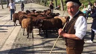 Festa do Queijo Serra da Estrela de Oliveira do Hospital promovida em Lisboa