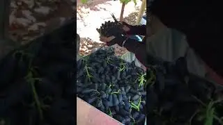 澳洲打工葡萄農場鐵箱示範 五分鐘一箱