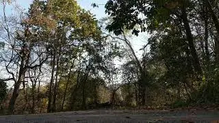 How a Slackliner fells a tree!