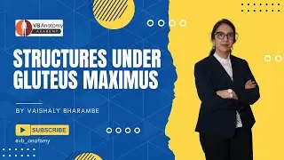 Structures Under the Gluteus Maximus | Easy Step-by-Step Anatomy Diagram