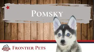 Pomsky Breed Facts