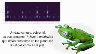 Canto de 𝐵𝑜𝑎𝑛𝑎 𝑝𝑢𝑛𝑐𝑡𝑎𝑡𝑎