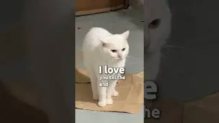 YOU&rsquo;RE MY LITTLE CHICK 🐥 Boss Minmin Cat #shorts #shortsviral #minmin #fyp #viral #trending