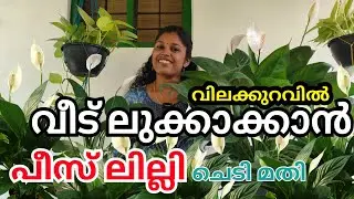 വീട് ലുക്കക്കാൻ  പീസ് ലില്ലി ചെടിമതി|peace Lily care tips, propagation, pottingmixture  & repotting