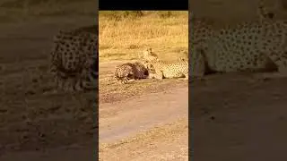 Cheetah Brothers Fighting for Mating Rights