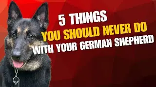 5 вещей, которые ни в коем случае нельзя делать с немецкой овчаркой!