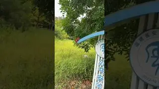 ✅mini revrs triy lo upar nice RC car racing high speed test 🚗😱#shorts