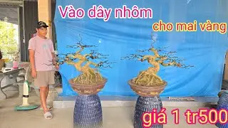 Vào dây nhôm cho mai vàng | mai vàng miền nam | ngày 20/1/2026