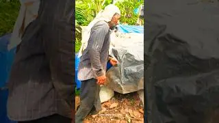 kappa valam | tapioca fertilizer | part 12 | kappa krishi | tapioca | #farming #farm #tapioca
