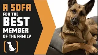 A Sofa for Your Dog!