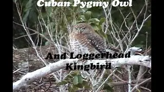 CUBAN PYGMY OWL AND LOGGERHEAD KINGBIRD