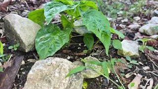 My first backyard farm 🌱 the beginning 
