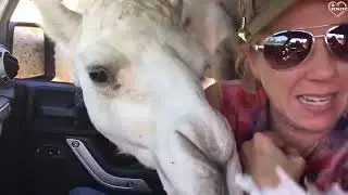 Animals unexpected attack on human funny animals attack petastic VIDEOMIN ORG