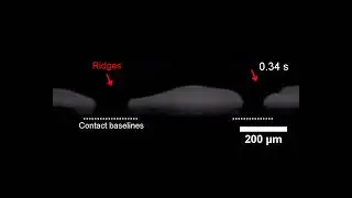 Whether and When Superhydrophobic/Superoleophobic Surfaces Are Fingerprint Repellent  Movie S1